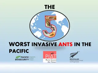 Invasive Ants in the Pacific: Top Pests & Impacts