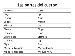 Learn Body Parts in Spanish
