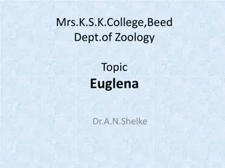 Euglena Viridis: Characteristics, Habitat, and Structure