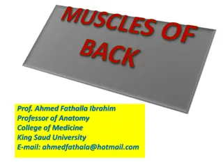 Understanding Back Muscles and Their Functions