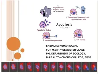 Understanding Apoptosis Process