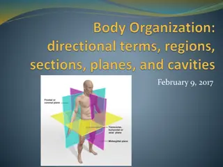 Understanding Anatomical Position and Directional Terms