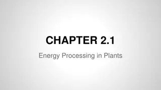 Energy Processing in Plants: Photosynthesis and Cellular Respiration