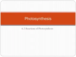 Photosynthesis Reactions and Energy Transfer