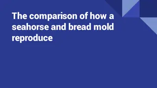 Seahorse vs Bread Mold Reproduction Comparison