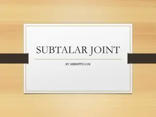 Understanding the Subtalar Joint in Foot Anatomy