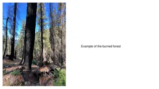 Exploring Burned Forest Ecosystems