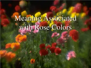 Rose Colors and Their Meanings