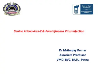 Canine Adenovirus-2 & Parainfluenza Virus Infection Overview