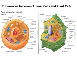 Variations Between Animal Cells and Plant Cells