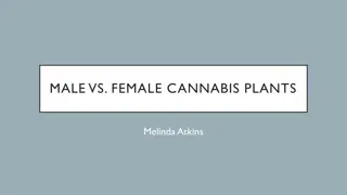 Understanding the Differences Between Male and Female Cannabis Plants