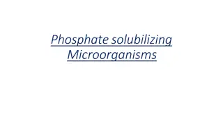 Phosphate Solubilizing Microorganisms: Benefits and Application