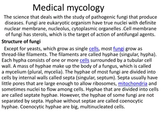 Understanding Fungal Biology: Mycology Insights