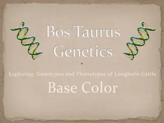 Longhorn Cattle Genetics Overview