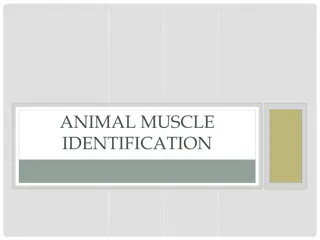 Understanding Animal Muscle Types and Function