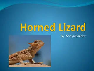 Fascinating Facts About Horned Lizards