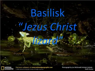 Fascinating Basilisk Lizard Facts