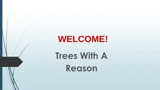 Best Tree Lopping in St Mary
