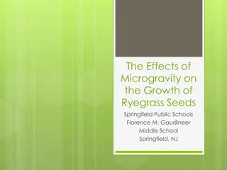 Microgravity Effects on Ryegrass Growth