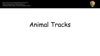 Discover Animal Tracks and Movements