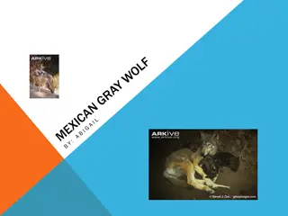 Endangered Mexican Gray Wolf Information