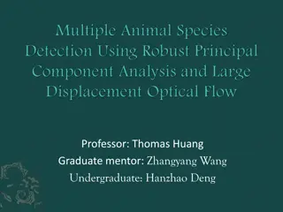 Animal Video Processing Methods Analysis