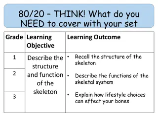 Explore Human Skeleton Structure and Functions