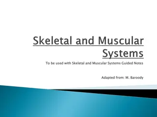 Understanding Skeletal and Muscular Systems