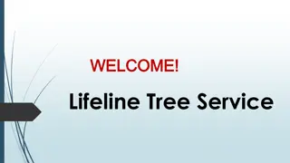 Best Tree Services in Mount Martha