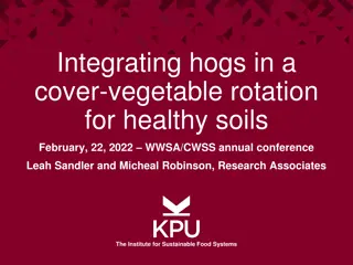 Integrating Hogs in Cover-Vegetable Rotation Study