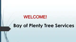 Best Arborist in Te Puna