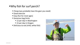 Surf Perch Fishing Tips and Gear