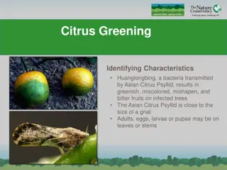Citrus Greening: Identifying Characteristics and Prevention