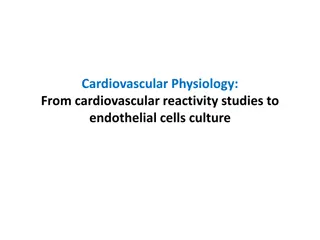 Exploring Cardiovascular Reactivity Studies and Endothelial Cells Culture
