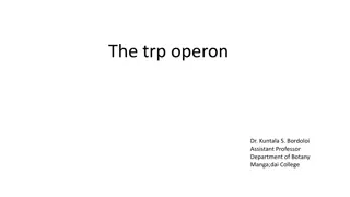 Understanding the TRP Operon