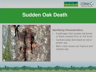 Identifying Characteristics of Sudden Oak Death