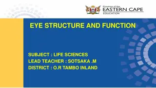 Understanding Human Eye Structure and Function