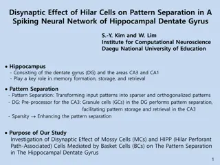 Disynaptic Effect Hilar Cells Pattern