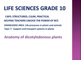 Plant Transport Systems and Support Anatomy