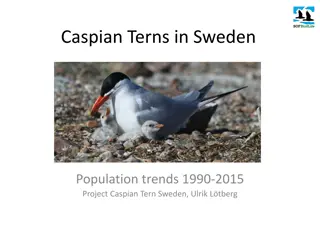 Caspian Terns in Sweden: Population Trends & Threats