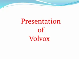 Fascinating Volvox: A Closer Look