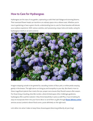 How to Care for Hydrangeas