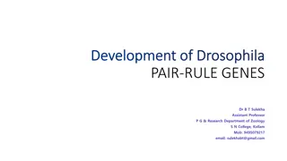 Pattern Formation in Drosophila Development