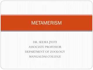 Understanding Metamerism in Bilateral Animals
