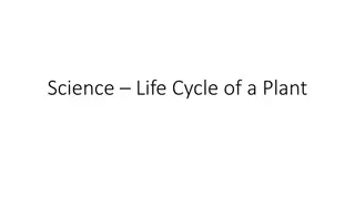 Plant Life Cycle Process