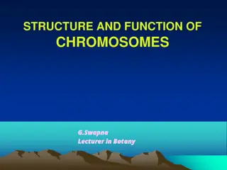 Understanding Chromosomes: Structure, Function, and Types