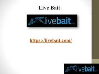 Best Casting Net, livebait.com
