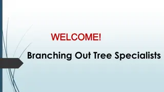 Best Tree Removal in Yorkeys Knob
