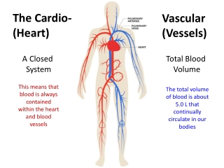 Understanding the Cardiovascular System