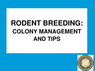 Guide to Efficient Rodent Breeding and Colony Management
